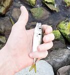 До грозы взял ставридку и луфарика: много поклёвок, реализация хромала, карась стриг силикон