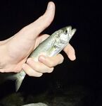 До грозы взял ставридку и луфарика: много поклёвок, реализация хромала, карась стриг силикон