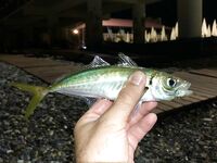 Вышел в 22:00: ставрида прямо на пляже, добрые «селёдки», три мелкие скорпены и потерянные бомбарды