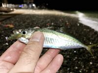 Вышел в 22:00: ставрида прямо на пляже, добрые «селёдки», три мелкие скорпены и потерянные бомбарды