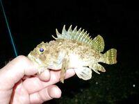 Вышел в 22:00: ставрида прямо на пляже, добрые «селёдки», три мелкие скорпены и потерянные бомбарды