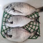 Утро коротко: фиксирую выход без деталей улова — условия не раскрыты, нужна конкретика