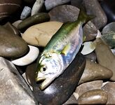 Лазаревское утром: тонущие бомбарды и микроджиг 1–1,5 г — несколько луфариков и много ставриды