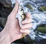 Имеретинка с боковым ветром: активный карась по светлу, вечером ставридка мельчила, ерш молчал