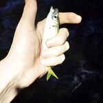 Имеретинка с боковым ветром: активный карась по светлу, вечером ставридка мельчила, ерш молчал