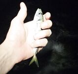 Имеретинка с боковым ветром: активный карась по светлу, вечером ставридка мельчила, ерш молчал