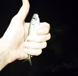 Имеретинка с боковым ветром: активный карась по светлу, вечером ставридка мельчила, ерш молчал