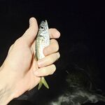 Имеретинка с боковым ветром: активный карась по светлу, вечером ставридка мельчила, ерш молчал