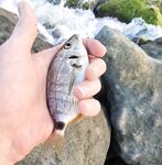 Имеретинка при меньшем ветре: карась кроил приманки, ставридка поштучно — шесть штук с паузами