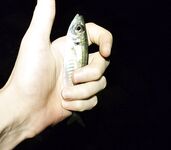 Имеретинка при меньшем ветре: карась кроил приманки, ставридка поштучно — шесть штук с паузами