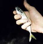 Имеретинка при меньшем ветре: карась кроил приманки, ставридка поштучно — шесть штук с паузами