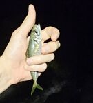 Имеретинка при меньшем ветре: карась кроил приманки, ставридка поштучно — шесть штук с паузами