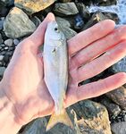 Накат и встречный: по светлому два луфаря на пилкер, ночью подходами крупнее ставридка и бонусы