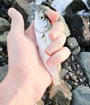 Накат и встречный: по светлому два луфаря на пилкер, ночью подходами крупнее ставридка и бонусы