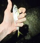 Накат и встречный: по светлому два луфаря на пилкер, ночью подходами крупнее ставридка и бонусы