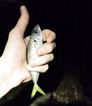 Накат и встречный: по светлому два луфаря на пилкер, ночью подходами крупнее ставридка и бонусы