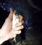 Накат и встречный: по светлому два луфаря на пилкер, ночью подходами крупнее ставридка и бонусы