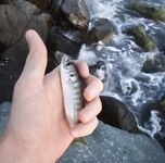 Вечер со слабым ветром: пилкер молчал, ставридка редкими подходами, в финале одиночный луфарь