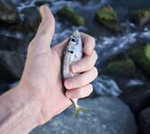 Вечер со слабым ветром: пилкер молчал, ставридка редкими подходами, в финале одиночный луфарь