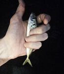 Вечер со слабым ветром: пилкер молчал, ставридка редкими подходами, в финале одиночный луфарь