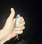 Вечер со слабым ветром: пилкер молчал, ставридка редкими подходами, в финале одиночный луфарь