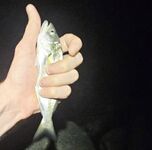 Вечер со слабым ветром: пилкер молчал, ставридка редкими подходами, в финале одиночный луфарь