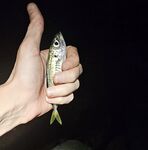 Вечер со слабым ветром: пилкер молчал, ставридка редкими подходами, в финале одиночный луфарь