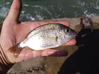 Сложный утренний выход: пилькеры и бомбарды, один сарган со сходом на буне, карась и барабулька