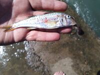 Сложный утренний выход: пилькеры и бомбарды, один сарган со сходом на буне, карась и барабулька