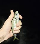 Имеретинка вечером, накат и сорок метров мути: луфарик по светлу, ставридка после темноты