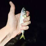 Имеретинка вечером, накат и сорок метров мути: луфарик по светлу, ставридка после темноты