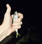 Имеретинка вечером, накат и сорок метров мути: луфарик по светлу, ставридка после темноты