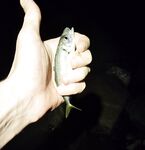 Имеретинка вечером, накат и сорок метров мути: луфарик по светлу, ставридка после темноты