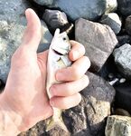 Имеретинка вечером, накат и сорок метров мути: луфарик по светлу, ставридка после темноты