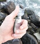 Мутная вода и боковой ветер: морская рыбалка вечером с мини-луфарями и карасём