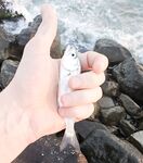 Мутная вода и боковой ветер: морская рыбалка вечером с мини-луфарями и карасём