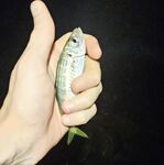 Мутная вода и боковой ветер: морская рыбалка вечером с мини-луфарями и карасём