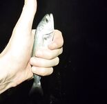 Мутная вода и боковой ветер: морская рыбалка вечером с мини-луфарями и карасём