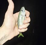 Мутная вода и боковой ветер: морская рыбалка вечером с мини-луфарями и карасём