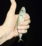 Мутная вода и боковой ветер: морская рыбалка вечером с мини-луфарями и карасём