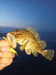 Неделя у моря: морская рыбалка ночами, единичные луфарь и сарган, ставка — МДЖ