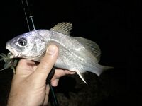 Дагомыс, ночная рыбалка: ставрида, скорпена и «усатый гость» у берега