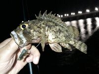 Дагомыс, ночная рыбалка: ставрида, скорпена и «усатый гость» у берега