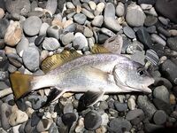 Дагомыс, ночная рыбалка: ставрида, скорпена и «усатый гость» у берега