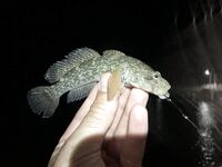 Дагомыс, ночная рыбалка: ставрида, скорпена и «усатый гость» у берега