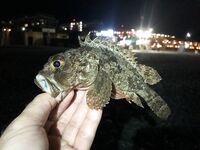 Дагомыс, ночная рыбалка: ставрида, скорпена и «усатый гость» у берега