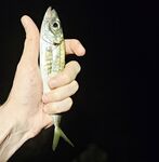 Имеретинка вечером: чистая вода, редкая ставрида и обязательный ерш в финале