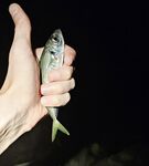 Имеретинка вечером: чистая вода, редкая ставрида и обязательный ерш в финале