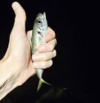 Имеретинка вечером: чистая вода, редкая ставрида и обязательный ерш в финале