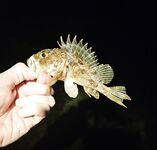 Имеретинка вечером: чистая вода, редкая ставрида и обязательный ерш в финале